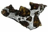 Polished Pallasite Meteorite ( g) Slice - NWA (Prov) #303838-1